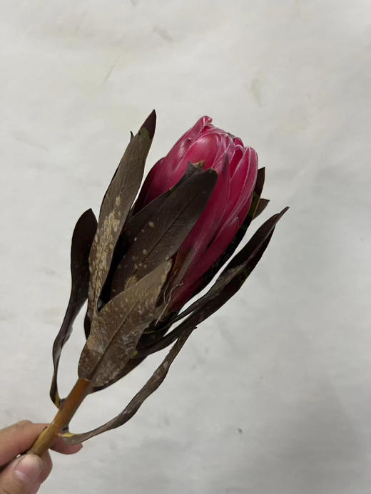 【特卖】公主 单枝  无售后（可干花置放） 商品图2