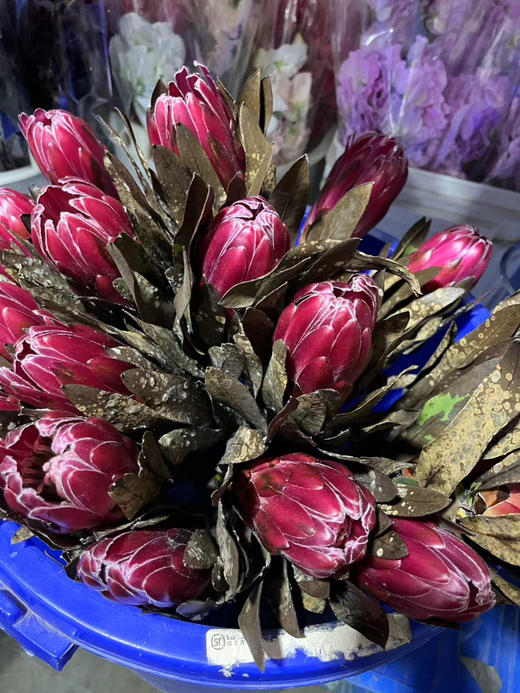 【特卖】公主 单枝  无售后（可干花置放） 商品图4