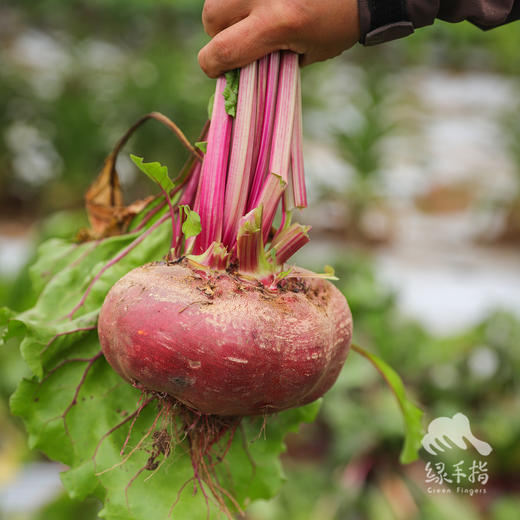 生态甜菜根（包邮） |绿家自产*Ecological Beetroot | Self-production 商品图2