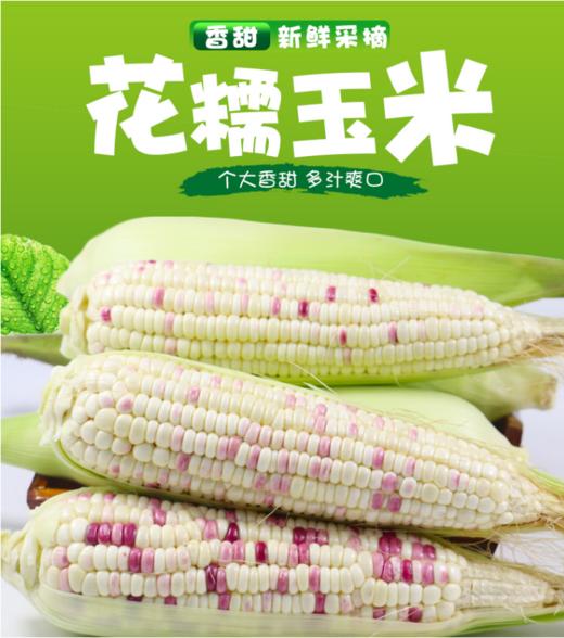 糯包谷（糯玉米） 1000g 商品图1
