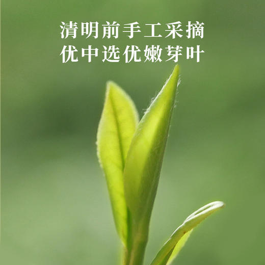 【明前龙井茶】尝鲜！开春头采嫩芽，鲜爽十足。一杯好龙井，悠然桃源间。 商品图2