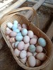 吉耕无公害 散养双拼土鸡蛋/30枚加送10枚/箱 商品缩略图0