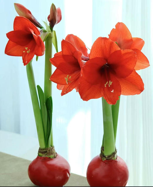 【喝空气生存】国产石蜡朱顶红 红球红花（2026年新包装）单棵 球径约30CM 商品图6