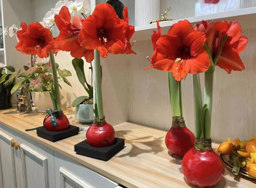 【喝空气生存】国产石蜡朱顶红 红球红花（2026年新包装）单棵 球径约30CM 商品图7