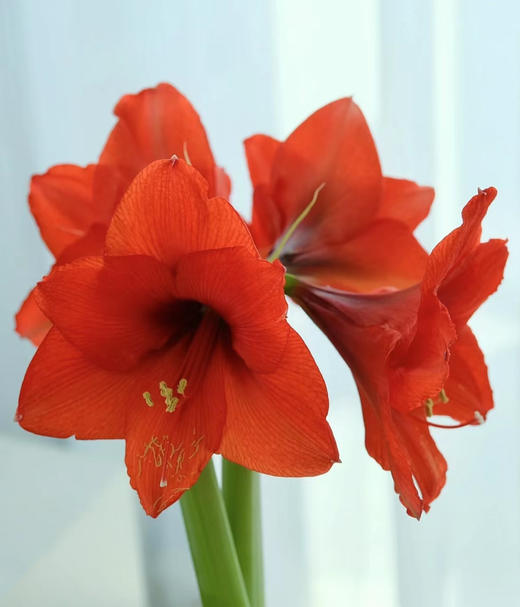 【喝空气生存】国产石蜡朱顶红 红球红花（2026年新包装）单棵 球径约30CM 商品图4