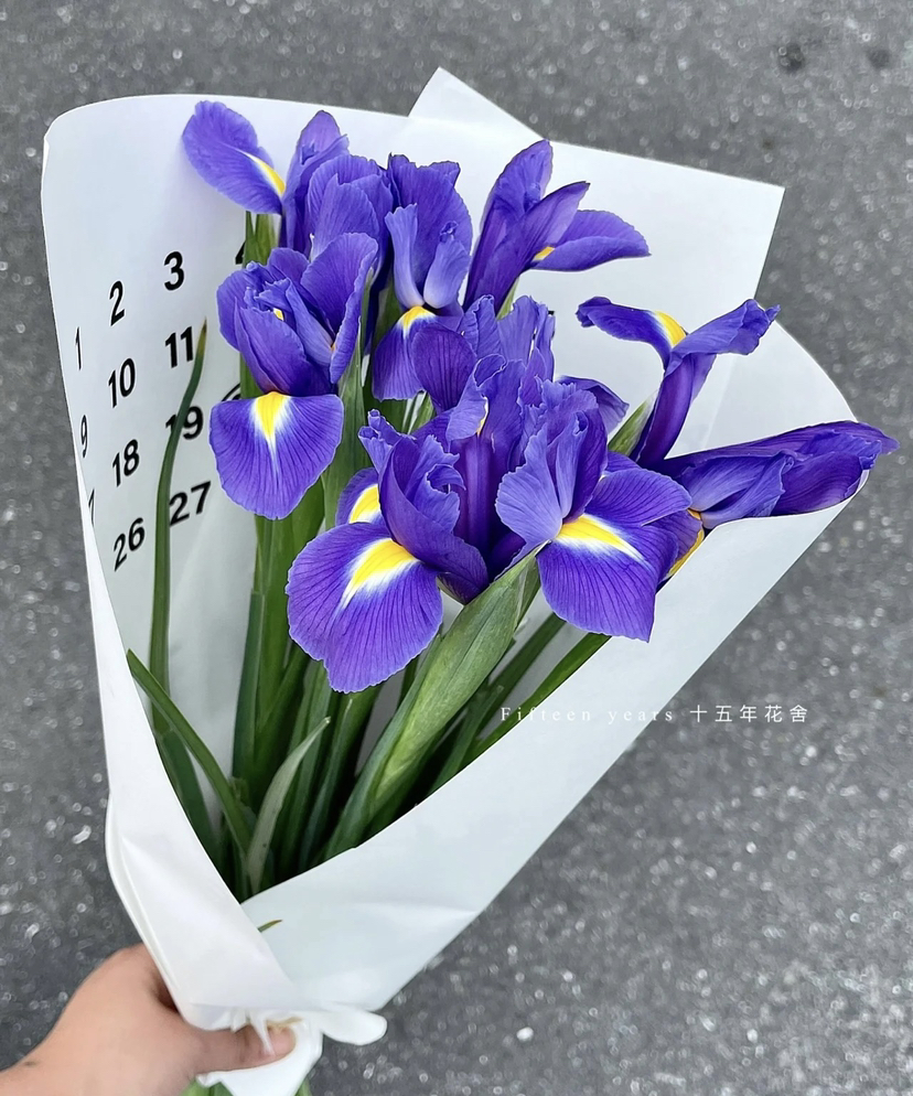 【国产】紫鸢尾（爱丽丝）约 10支/扎