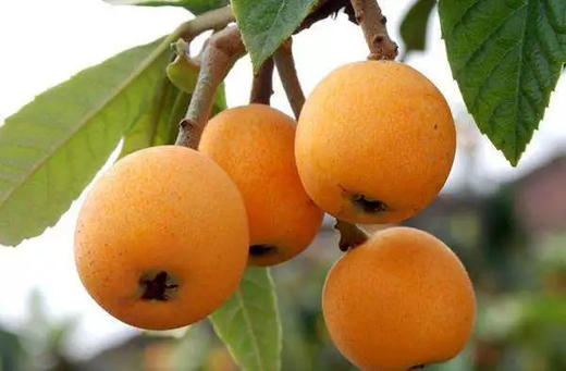 枇杷 1000g 商品图1