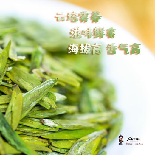 2026年叶叔的茶 陇南明前高山龙井 雨前高山龙井 茶园直供 鲜爽好喝 顺丰包邮 商品图1