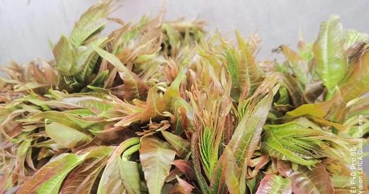 香椿 500g（今日预定，明日送达，预定商品无品质问题，不退货不换货不退款） 商品图1