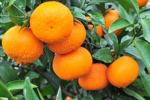 沃柑  1000g 商品图3