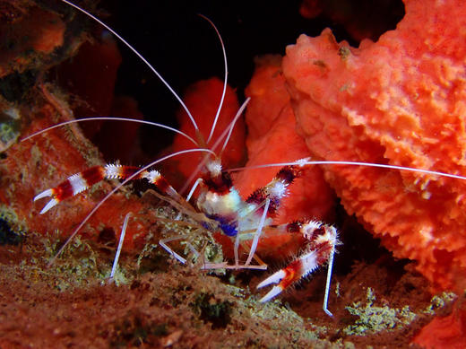 【菲律宾】5月1日-5月5日可考证，安尼洛潜水4日，7299元/人！ 商品图3