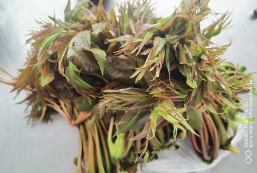 香椿 500g（今日预定，明日送达，预定商品无品质问题，不退货不换货不退款） 商品图0