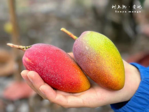 三亚✈️树熟贵妃芒🥭 商品图4