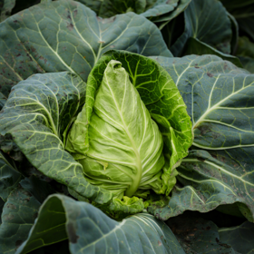 生态牛心甘蓝 | 绿家自产* Eco-Beef cabbage | In-House Production