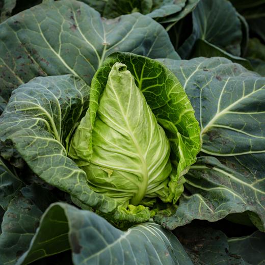 生态牛心甘蓝 | 绿家自产 * Ecological Oxheart Cabbage | In-House Production 商品图1