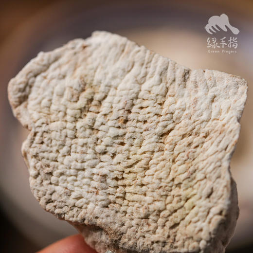 野生山药片（申通）| 合作生产*Wild Yam Tablets | Coproduction 商品图1