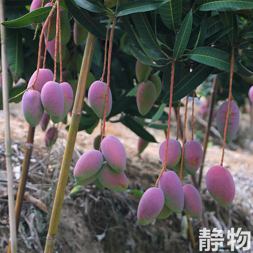 海南树上熟贵妃芒  皮薄肉厚 不催熟 4斤中果/4斤小果礼盒装 下单后72h内发货【Y】 商品图3