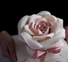 粉白玫瑰（提前3天预订） 商品缩略图2
