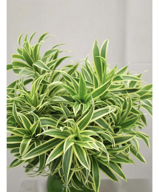 【竹报平安】金边百合竹 2枝/扎 商品图5