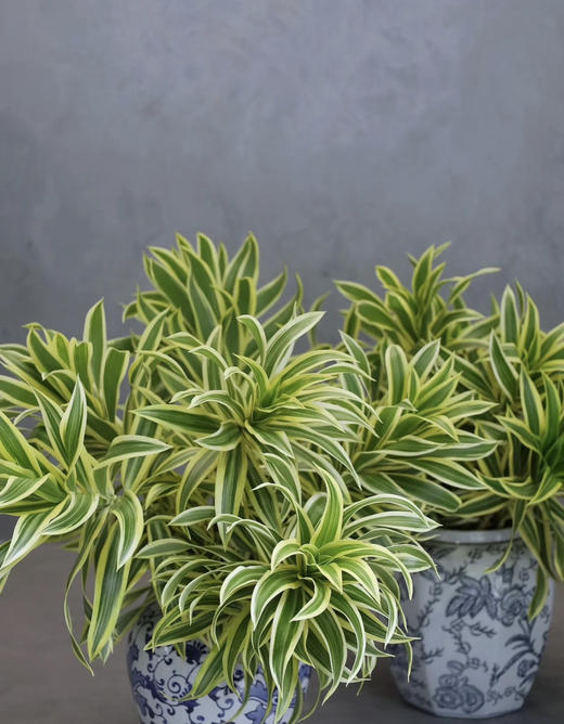 【竹报平安】金边百合竹 2枝/扎 商品图4