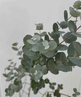 【南粤推荐】尤加利叶（小苹果叶 ） 多分叉/扎