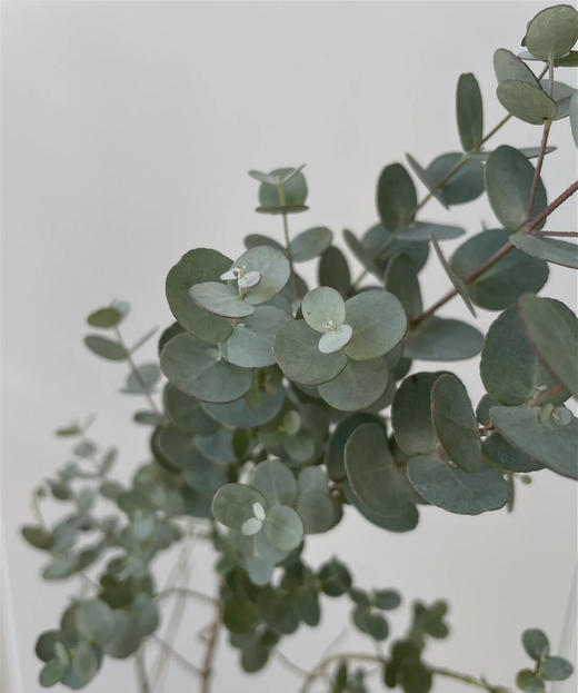 【南粤推荐】尤加利叶（小苹果叶 ） 多分叉/扎 商品图0