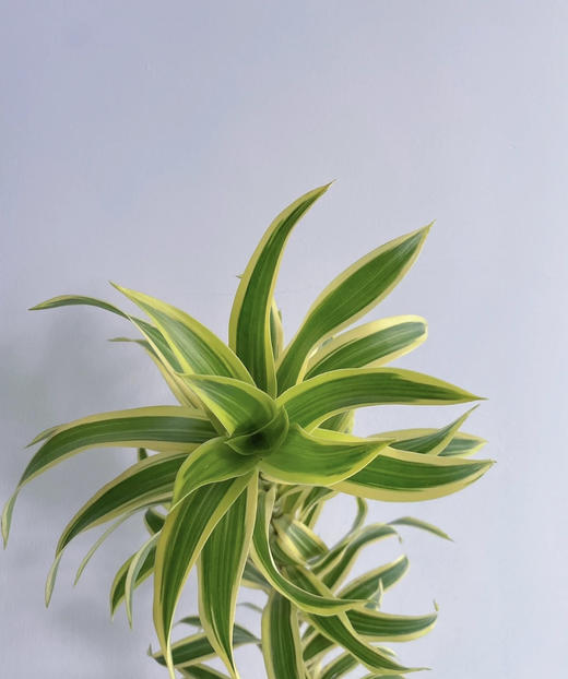 【竹报平安】金边百合竹 2枝/扎 商品图2