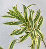 【竹报平安】金边百合竹 2枝/扎 商品缩略图1