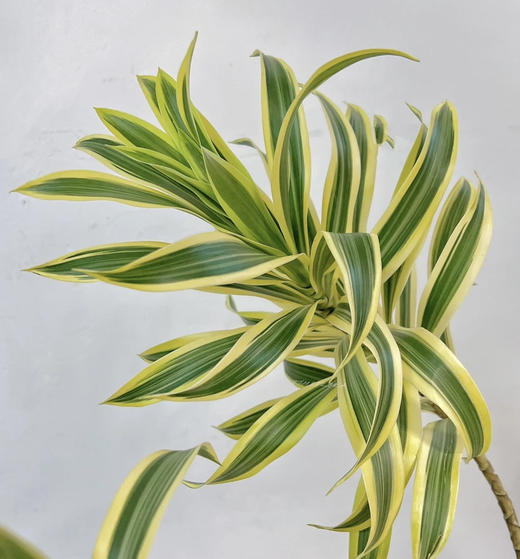 【竹报平安】金边百合竹 2枝/扎 商品图1