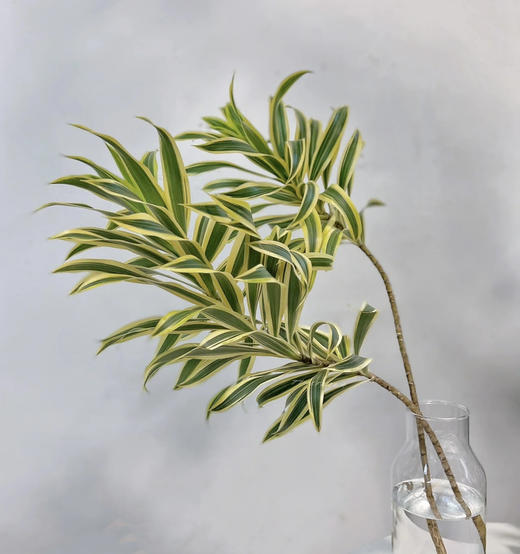 【竹报平安】金边百合竹 2枝/扎 商品图0