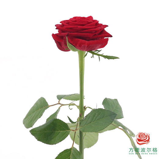 星荷单头-爱慕 10枝一扎 商品图7