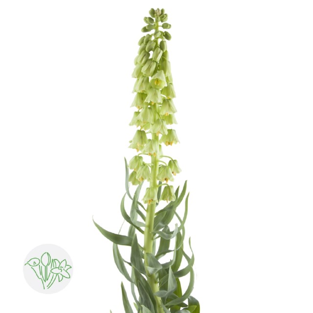 3月19日贝母 浅绿 Ivory Bells 70cm-5支