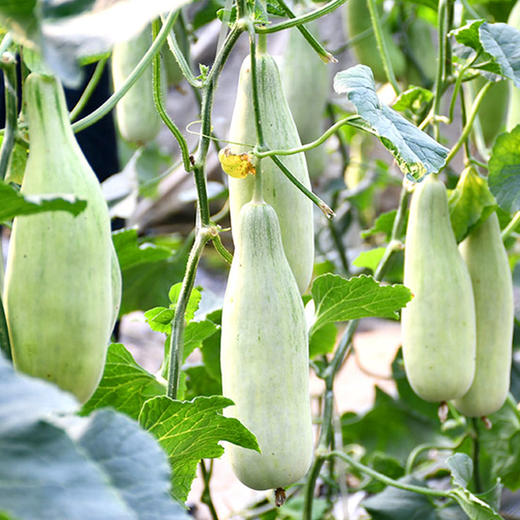 【山东.博洋61号羊角蜜瓜】果香浓郁，清甜脆爽，甘甜多汁，瓜肉香甜脆，瓜汁似蜜糖～ 商品图1