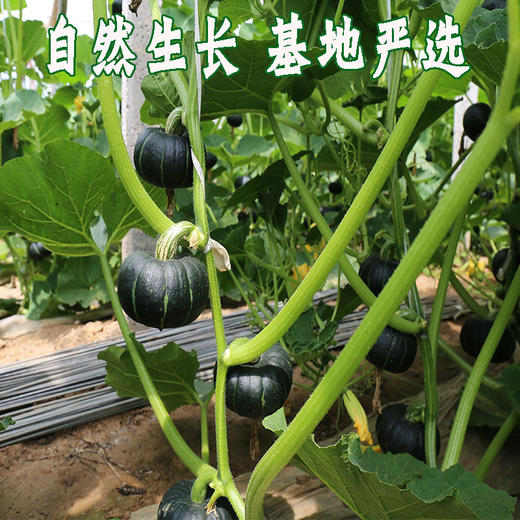 山东农特产贝贝南瓜 商品图4