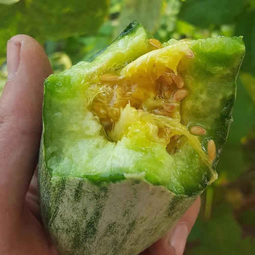 【山东.博洋61号羊角蜜瓜】果香浓郁，清甜脆爽，甘甜多汁，瓜肉香甜脆，瓜汁似蜜糖～ 商品图3
