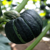 山东农特产贝贝南瓜 商品缩略图7