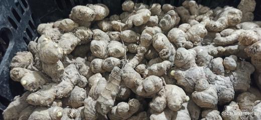 加工批发定制 姜片 浙江仙居/云南 小黄姜  针对理疗店交流点大宗定制 2百斤鲜姜或20斤姜片姜粉起定制 商品图5
