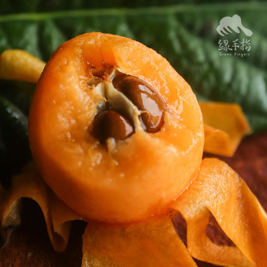 生态枇杷 | 合作生产 * Ecological Loquat  商品图2