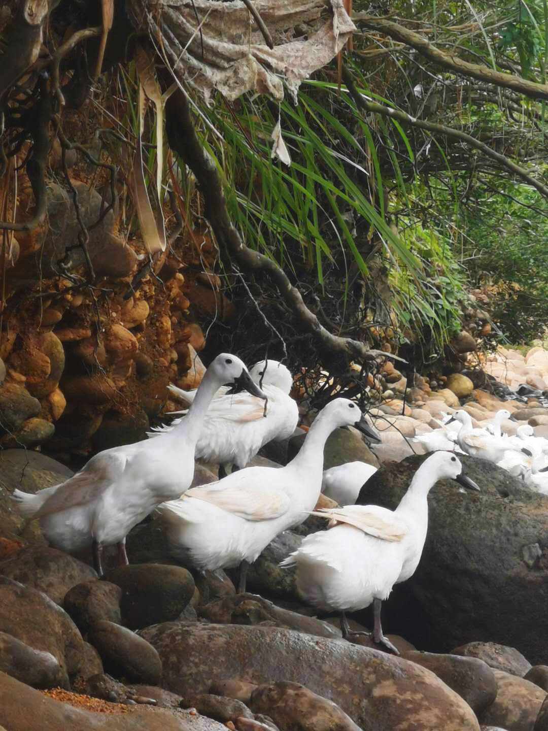 连城 白鹭鸭蛋 无腥味、口感清醇、蛋白晶白有韧性、很Q、蛋黄细腻，不噎人 和普通鸭蛋有很大差异