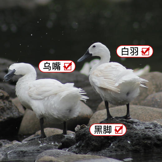 连城 白鹭鸭蛋 无腥味、口感清醇、蛋白晶白有韧性、很Q、蛋黄细腻，不噎人 和普通鸭蛋有很大差异 商品图2