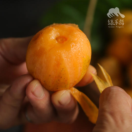 生态枇杷 | 合作生产 * Ecological Loquat  商品图1
