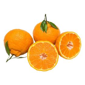 当季四川耙耙柑一份500g