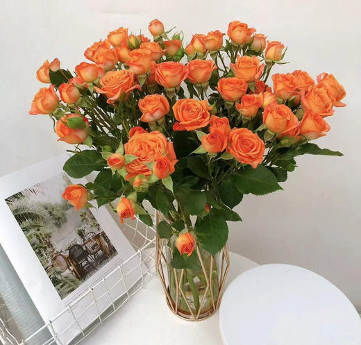 【秒杀福利】橙色芭比  约10枝/扎 商品图0