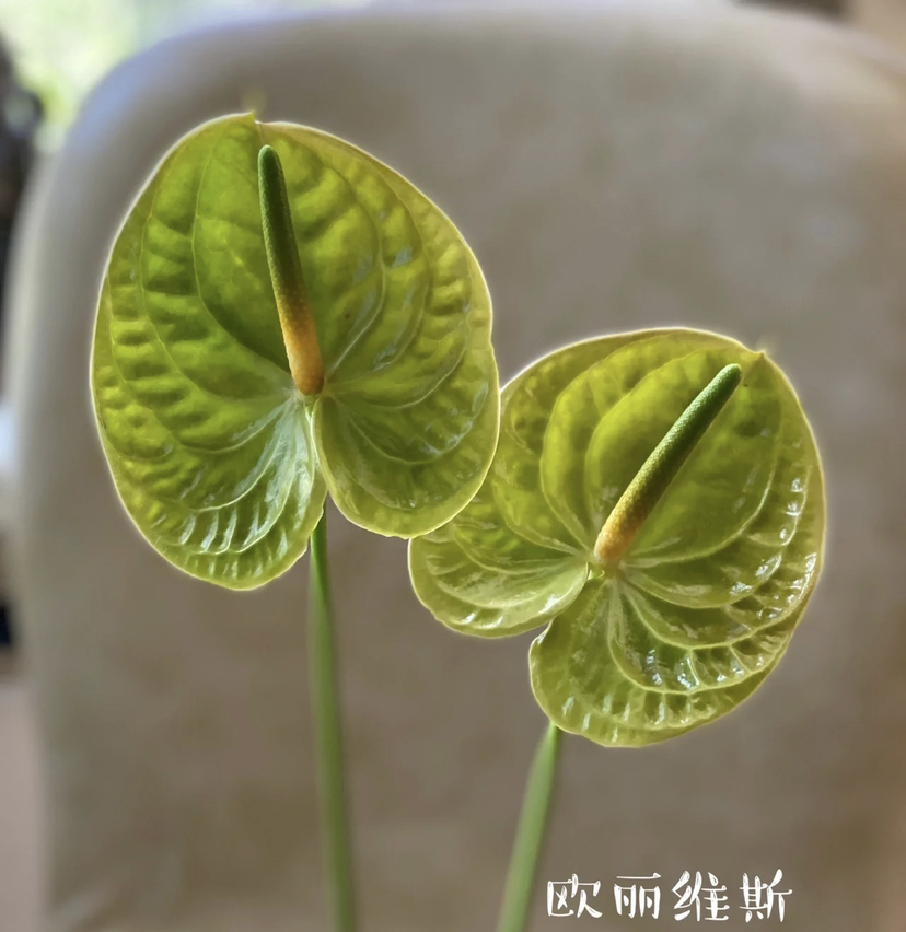 【绿光彩掌】欧丽维斯，芥末绿