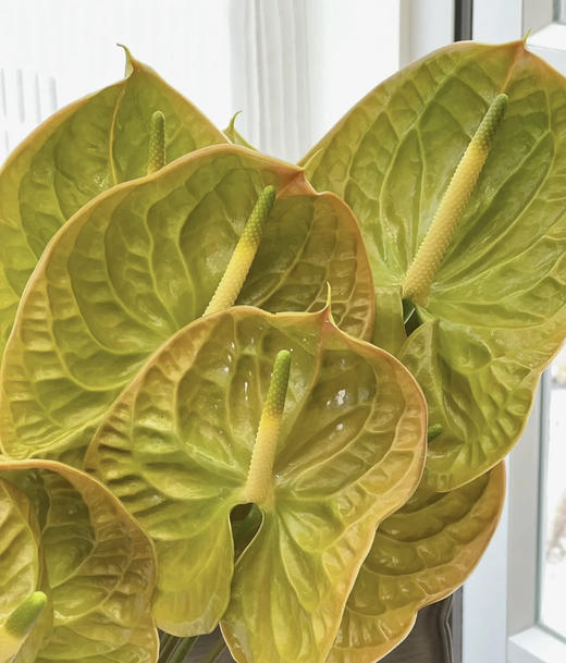 【绿光彩掌】欧丽维斯，芥末绿 商品图2