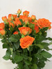 【秒杀福利】橙色芭比  约10枝/扎 商品缩略图10
