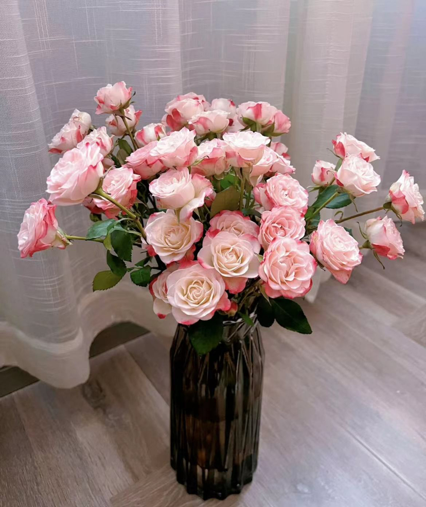 【秒杀福利】多头折射 10支/扎