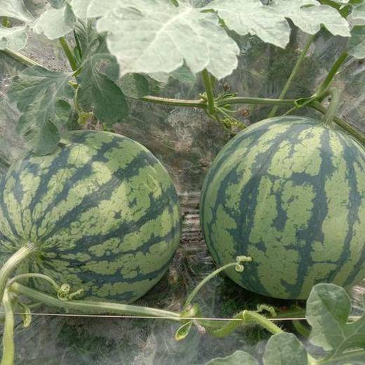 麒麟瓜（白心包退换） 个 商品图1