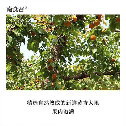 南食召 甄味杏干 商品图2