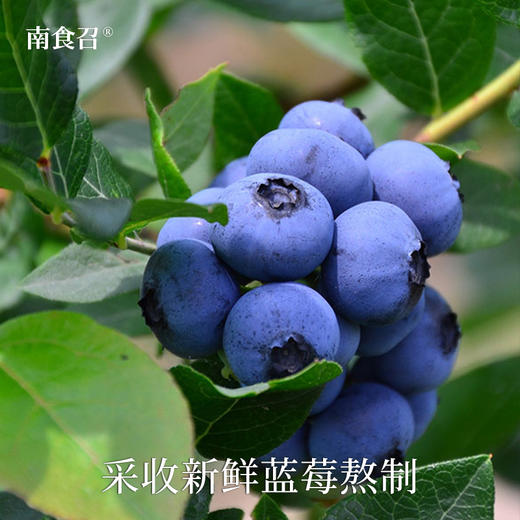 南食召 蓝莓糕 商品图2